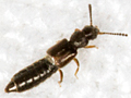 Carpelimus pusillus